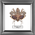 Chalcosoma atlas