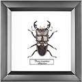 Chalcosoma atlas