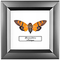 Chalcosoma atlas
