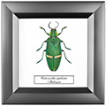 Chalcosoma atlas