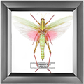 Chalcosoma atlas