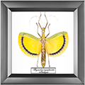 Chalcosoma atlas