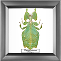 Chalcosoma atlas
