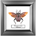 Chalcosoma atlas