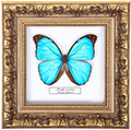 Chalcosoma atlas