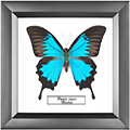 Chalcosoma atlas