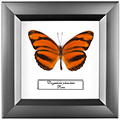Chalcosoma atlas