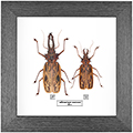 Chalcosoma atlas