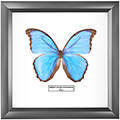 Chalcosoma atlas