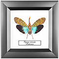 Chalcosoma atlas