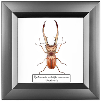 Cyclommatus metallifer aenomicans, 14*14 см