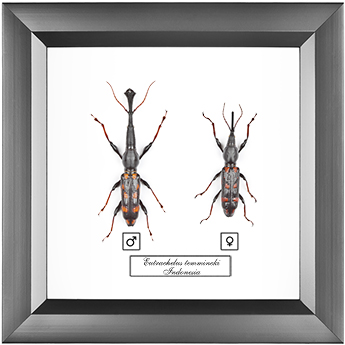 Eutrachelus temmincki F+M, 18*18 см